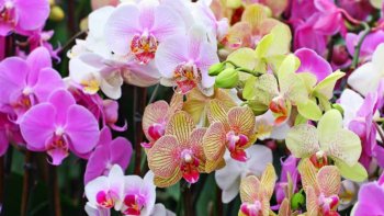 Notre amie Josiane est de retour avec un nouveau poème très touchant qui s'intitule "Si pauvre mais si digne". Elle y parle des gens qui ont peu de moyens mais qui pourtant vivent bien et se contentent du peu qu'ils ont.