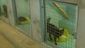 Comme chaque année avec les vacances, les abandons d'animaux se multiplient. Le refuge de la SPA de Brignais est au bord de la saturation. Notre ordissinaute Doris a souhaité s'exprimer sur le sujet de l'abandon des animaux, je vous laisse découvrir ses écrits ci-dessous.
