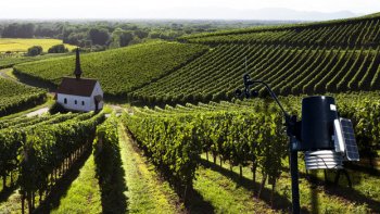 
Les nouvelles ne sont pas forcément bonnes pour les viticulteurs. C'est sans surprise que cette année la récolte ne sera pas au beau fixe à cause d'une météo plus que capricieuse en début de saison.