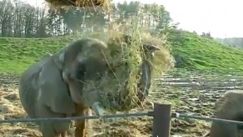 Le froid n'épargne personne, même pas les animaux du Parc de Thoiry en région parisienne.