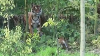 A la date du 28 mars 2014, c'était leur premiers pas dans leur enclos extérieur. Les trois bébés tigres de Sumatra, nés en février en captivité, ont fait leur première apparition publique au Zoo de Londres.