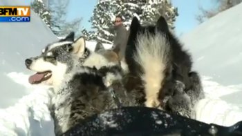  REPORTAGE - Neige fraîche, soleil, après les grosses chutes de neige, les conditions sont idéales pour skier, mais aussi pour d'autres activités comme le chien de traîneau. Cette activité a pu commencer lundi à La Plagne. Ce mardi, le planning affichait déjà complet. 