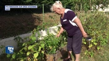
En Île-de-France, la vallée de l'Orge est touchée par des invasions de moustiques. L'insecte profite d'une saison pluvieuse pour prospérer. il existe des solutions pour faire face à ces désagréments.