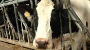 Les cantines ont souvent une mauvaise réputation, car les enfants n’apprécient pas la nourriture proposée. À Rouen, les établissements ont décidé de privilégier un circuit court pour offrir les meilleures saveurs.
