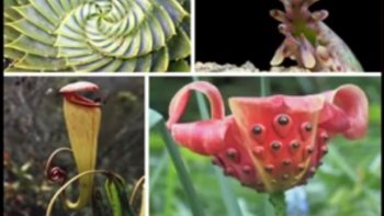 Appréciez la beauté des fleurs que vous n'avez jamais vues auparavant.