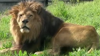 Six ans après sa fermeture pour cause de travaux, le zoo de Vincennes, rebaptisé depuis parc zoologique, a rouvert ses portes le 14 avril 2014 pour le plus grand bonheur des visiteurs, qui étaient venus en masse pour admirer les quelques 180 espèces présentes.