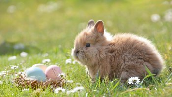 Petite devinette : à votre avis, d'où vient la tradition du lapin de Pâques ?
