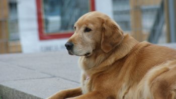 il ne faut pas prendre les anciens pour des "idiots ", l'age permet d'avoir plus d'un tour dans son sac, ça s'appelle "L'experience " 