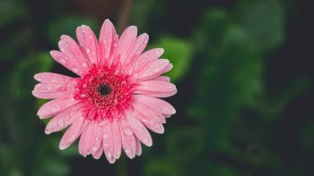 Un seul être vous manque et tout est dépeuplé...