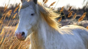 une région ou règne les animaux, oiseaux, une terre propice pour se ressourcer