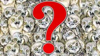 Alors, avez-vous réussi à trouver le chat ? On vous donne un indice : il a la gueule ouverte ! N'oubliez pas de donner votre réponse en commentaire. On vous donnera la solution la semaine prochaine.
Bonne chance à tous.