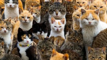 Bonjour à tous !
Merci d'être toujours aussi nombreux à retrouver les intrus dans nos images ! Cette fois c'est au tour d'un chat d'être caché parmi les hiboux ! Vous pouvez écrire VOTRE RÉPONSE EN COMMENTAIRE. ON VOUS DONNERA LA SOLUTION LA SEMAINE PROCHAINE. BONNE CHANCE À TOUS !