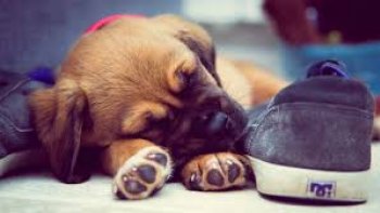 Mardi 3 décembre  2019,,, dans ce matin brumeux  mes pensées s'envolent ..
le ciel est incertain ... soleil   timide  ou écharpe blanche ?
Noël  approche à petit pas .... une  nouvelle année  s'impatiente.
gardons nos rêves...
