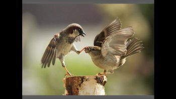 Un régal pour le photographe, la gent ailée... si belle, colorée.
À saisir l'instant du déclic... entre deux battements d'ailes.