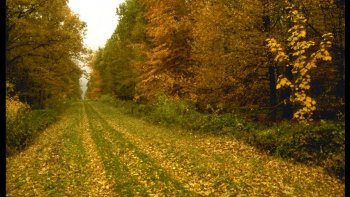 Notre ordissinaute Astrid continue de partager avec nous ses photos. Voici la forêt colorée par l’automne.