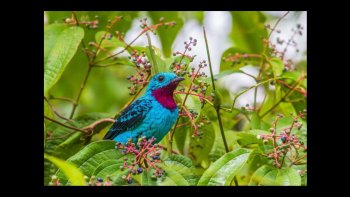 "en ravissement et extase"