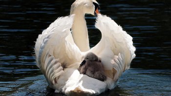 Julien et Julia sont des cygnes noirs, ceux-là sont blancs....mais si beaux ....petit clin d'oeil à Louisette qui nous a partagé la vie des cygnes noirs de Paris fidèles jusqu’à la mort...