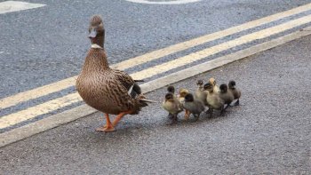 Heureusement qu'ils étaient là...