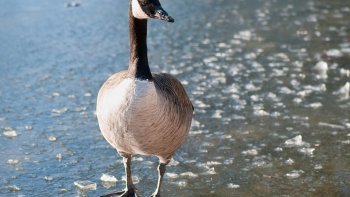 Qui a dit que les humains étaient les seuls à aimer la patinoire ?