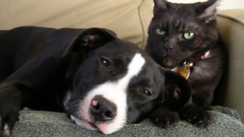 Les animaux peuvent se montrer particulièrement patients...