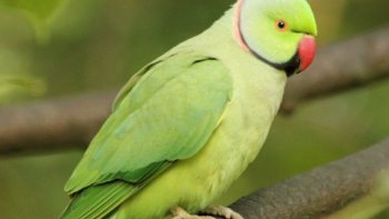 Notre ordissinaute Louisette fait elle-même ses vidéos avec sa caméra. N'hésitez pas à lui laisser un commentaire pour lui dire ce que vous en pensez, cela lui fera plaisir. Nous en tout cas on adore !