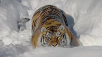 A VOTRE AVIS, COMMENT LES TIGRES RÉAGISSENT EN VOYANT UN DRONE ?