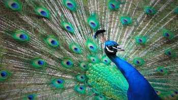 Deux paons tournent, s'observent et s'affrontent pour une femelle. Le 3ème fait la roue. Il n'est pas facile de photographier ces paons en pleine activité