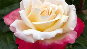 "La vie est une rose dont chaque pétale est une illusion et chaque épine une réalité."  Alfred de Musset.
Fermez les yeux et laissez-vous envoûter par le parfum de ces magnifiques roses prises en photo par notre ordissinaute Louisette. Magnifique diaporama !