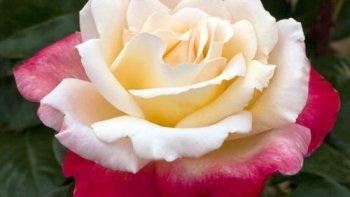 "La vie est une rose dont chaque pétale est une illusion et chaque épine une réalité."  Alfred de Musset.
Fermez les yeux et laissez-vous envoûter par le parfum de ces magnifiques roses prises en photo par notre ordissinaute Louisette. Magnifique diaporama !