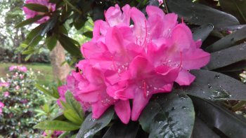 Notre ordissinaute Louisette sait capturer les petits détails de la vie quotidienne, comme ces magnifiques rhododendrons pris en photo juste après la pluie...