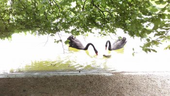 Les cygnes noirs sont vraiment magnifique, ne trouvez-vous pas ? Les bébés ont été photographiés par notre ordissinaute Louisette alors qu'ils étaient âgés de quelques jours seulement.