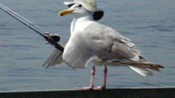 Un oiseau  très futé... (partagé avec avec oderay )
Bonne journée à tous !