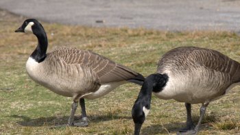 Savez-vous ce qu'est une bernache ? On attend de voir vos réponses en commentaire :)
Merci à Louisette de s'être déplacée pour nous faire cette petite vidéo.