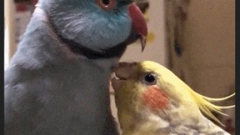 Cet artiste a les yeux du coeur et la voix céleste...
LE Duo de "charme" fonctionne à merveille !
merci à Andrea et Jennifer Lopez (la belle J.L.O ) pour ce moment de plaisir.