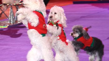 Les artistes à 4 pattes ont un incroyable talent !
avec un sourire de Doris et Louisette.