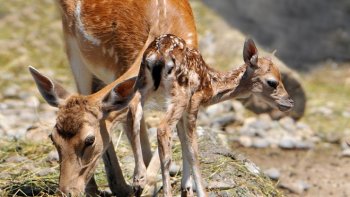 C'EST VRAIMENT UNE VIDÉO MAGNIFIQUE, BRAVO AU CINÉASTE Qui a eu la patience et la chance d'assister à cette "naissance "
