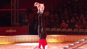 Une vidéo pour petits et grands..
Un animal est capable d'exploits pour l'amour de son maître...
heureusement, celui-ci est léger comme une plume ! Mais il faut le faire... 
bravo aux 2 artistes !