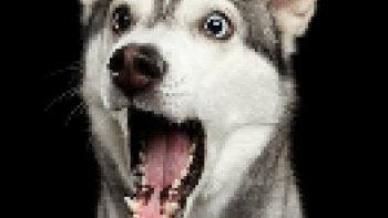 ENFIN UNE EXPLICATION SUR UN SUJET " SENSIBLE "