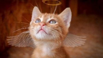 Dans le temps les chansons avaient un sens et une morale!
Ah les Compagnons c’était autre chose ....leurs voix restent comme une empreinte dans nos souvenirs ,,je vous propose   3  vidéos pour     remonter le temps ,,,