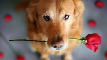 Avec "Bonheur' le chien " offre son cœur "