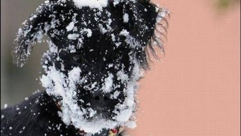 des images où l'insolite côtoie le charme au naturel....