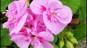 Le saviez vous, la fleur de Géranium est fleur de la gentillesse ! En plus du poème"La gentillesse" de  MIREILLE MELOUANI VILER je vous offre ces fleurs...