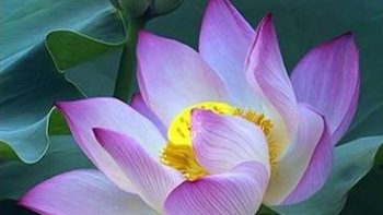 la vie est partout dans chaque fleur,chaque paysage,chaque animal,chaque enfant, et ces quelques images rassemblent toute cette beauté