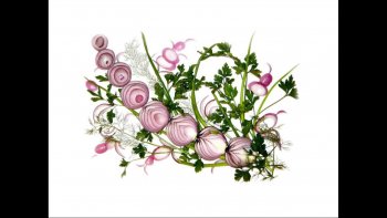 Voici un très beau diaporama qui montre comment peler un oignon !