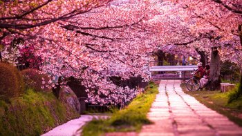 Nous tombons parfois nez à nez avec de véritables chefs d'œuvre de la nature. Des allées d'arbres de toutes sortes qui, en grandissant, s’entremêlent au dessus de nos têtes et forment d’impressionnants tunnels végétaux.