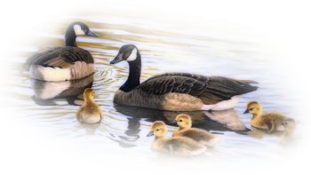 De -ci ,  de- là  , dans la musique des jours  quelques canards,,,,,,à l'horizon......