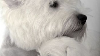 tous si beaux et remplis de tendresse...comme on les aime !