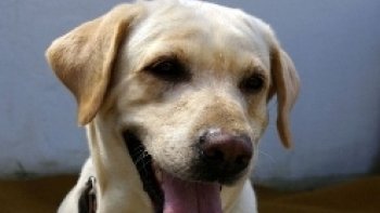 Une petite histoire  en image pour vous faire un coucou... et un sourire partagé avec JB 44