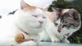 IL YA QUELQUES ANNÉES J'AVAIS  PUBLIÉ DES IMAGES SUR CETTE AMITIÉ ENTRE 2 CHATS ET UN ESCARGOT
C'est tellement touchant que je vous propose la vidéo .....juste pour le plaisir 
voyez comme la chatte blanche et rousse  est "protectrice " ..et l'autre plutôt "collant "
