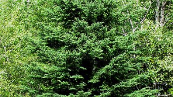 ' le sourire est le signe d'un cœur reconnaissant'